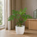philodendron mayoi indoor plant