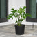 Philodendron Mayoi