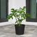 mayoi plant