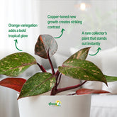 philodendron orange princess plant