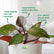 philodendron orange princess plant