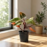 orange princess plant