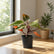 orange princess plant