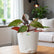 philodendron princess of orange indoor