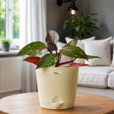orange princess plant online