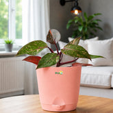 philodendron princess of orange