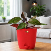 philodendron princess orange plant