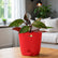 philodendron princess orange plant