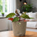 philodendron princess orange with krish