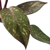 philodendron orange princess plant