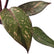 philodendron orange princess plant