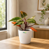 philodendron orange princess