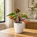 philodendron orange princess