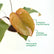 Philodendron Pink Princess