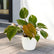 Philodendron Pink Princess