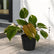 Philodendron Pink Princess