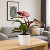 Philodendron Pink Princess Galaxy