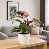 Philodendron Pink Princess Galaxy