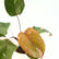 Philodendron Pink Princess