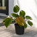 pink philodendron