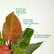 Philodendron Prince of Orange