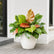 philodendron prince of orange plant