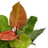 Philodendron Prince of Orange