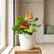 Philodendron Prince of Orange