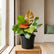 Colorful Indoor Plant
