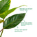 Philodendron Red Congo