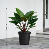 Philodendron Red Congo