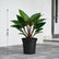 Philodendron Red Congo
