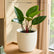 Philodendron Red Congo