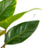 Philodendron Red Congo