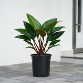Philodendron Red Congo