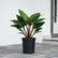 red congo plant