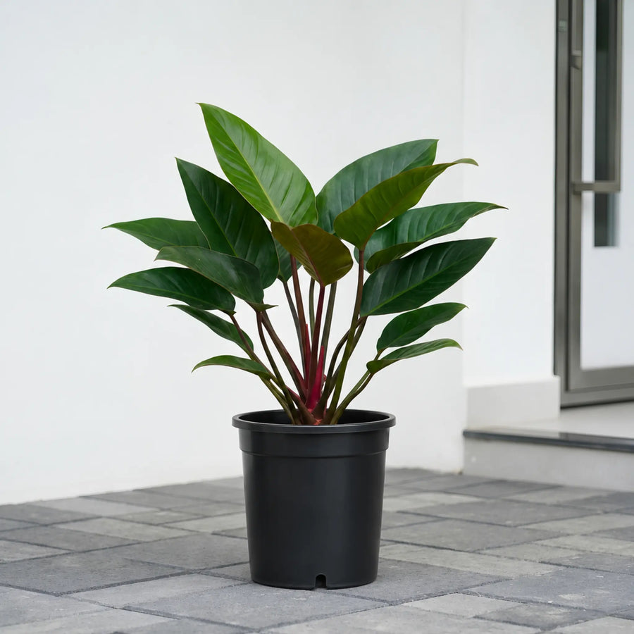 red congo plant