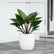 Philodendron Red Congo