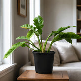 philodendron ring 