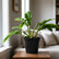 philodendron ring 