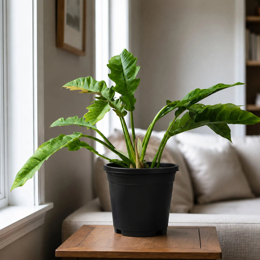 philodendron ring 