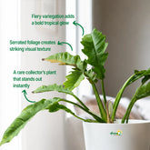 philodendron ring of fire variegated