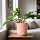 philodendron ring of fire variegated plant