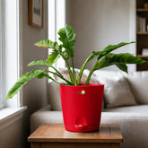 buy philodendron ring of fire variegated
