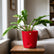 buy philodendron ring of fire variegated