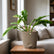 philodendron ring of fire variegated online