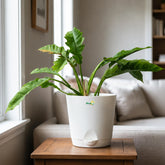 philodendron ring of fire variegated
