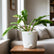 philodendron ring of fire variegated
