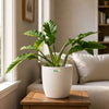 Philodendron Ring of Fire Variegated