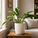 philodendron ring of fire